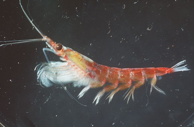 Antarctic Krill (Photo: Steve Brookes) © Australian Antarctic Division http://www.antarctica.gov.au/